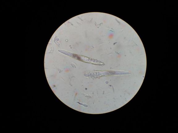 Соскобы: взрослые особи клещей Demodex canis