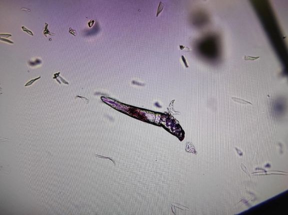 Соскобы: взрослые особи клещей Demodex canis