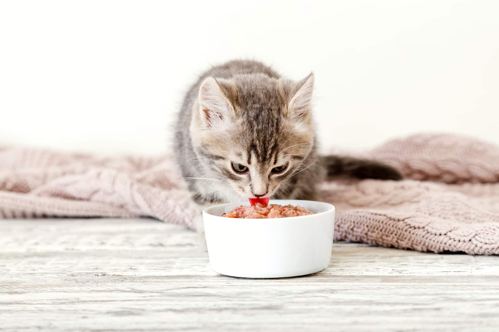 Котенок ест из миски